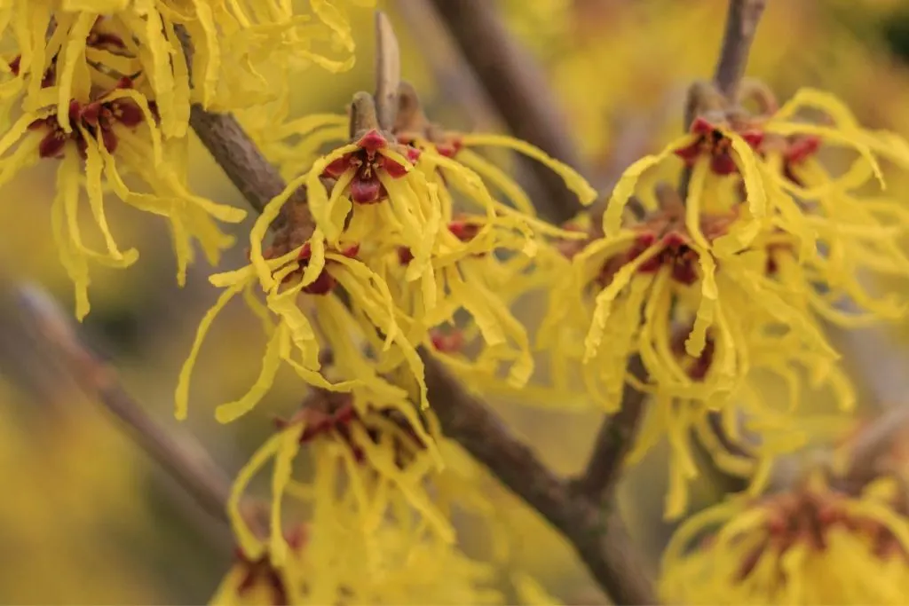 Mysterious-Witch-Hazel-Trees