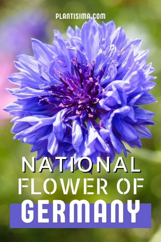 National Flower Of Germany pin