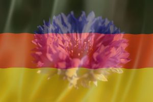 National-Flower-Of-Germany_-Corn-Flower-As-A-National-Symbol