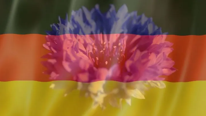 How the Cornflower Became a Beloved National Symbol of Germany