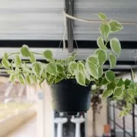 Peperomia-Scandens_-How-To-Grow-And-Take-Care-Of-Peperomia-Plant