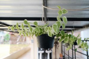 Peperomia-Scandens_-How-To-Grow-And-Take-Care-Of-Peperomia-Plant