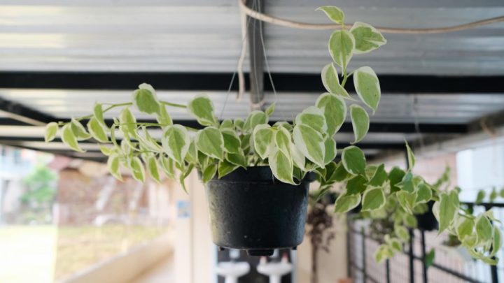 Peperomia Scandens: How To Grow And Take Care Of Peperomia Plant