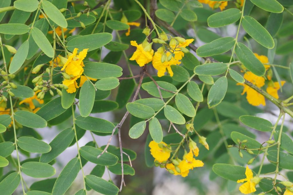Plant-A-Tipu-Tree-Flowering-Trees-Yellow