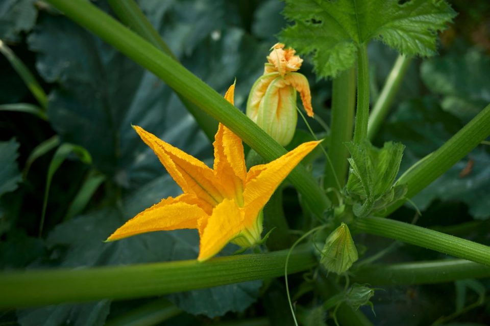 How Long Can Flowers Go Without Water Tips And Tricks Plantisima