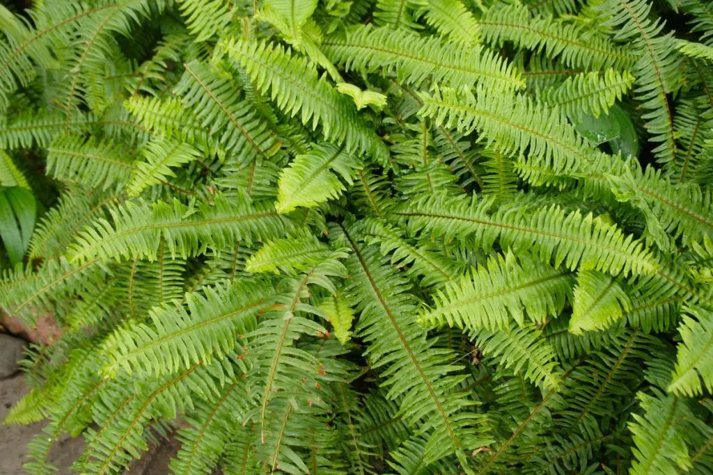 Pruning-Ruffle-Ferns