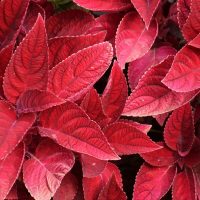 Red-Leaves-Plant_-11-Varieties-Of-Plant-With-Red-Leaves