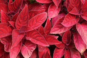 Red-Leaves-Plant_-11-Varieties-Of-Plant-With-Red-Leaves