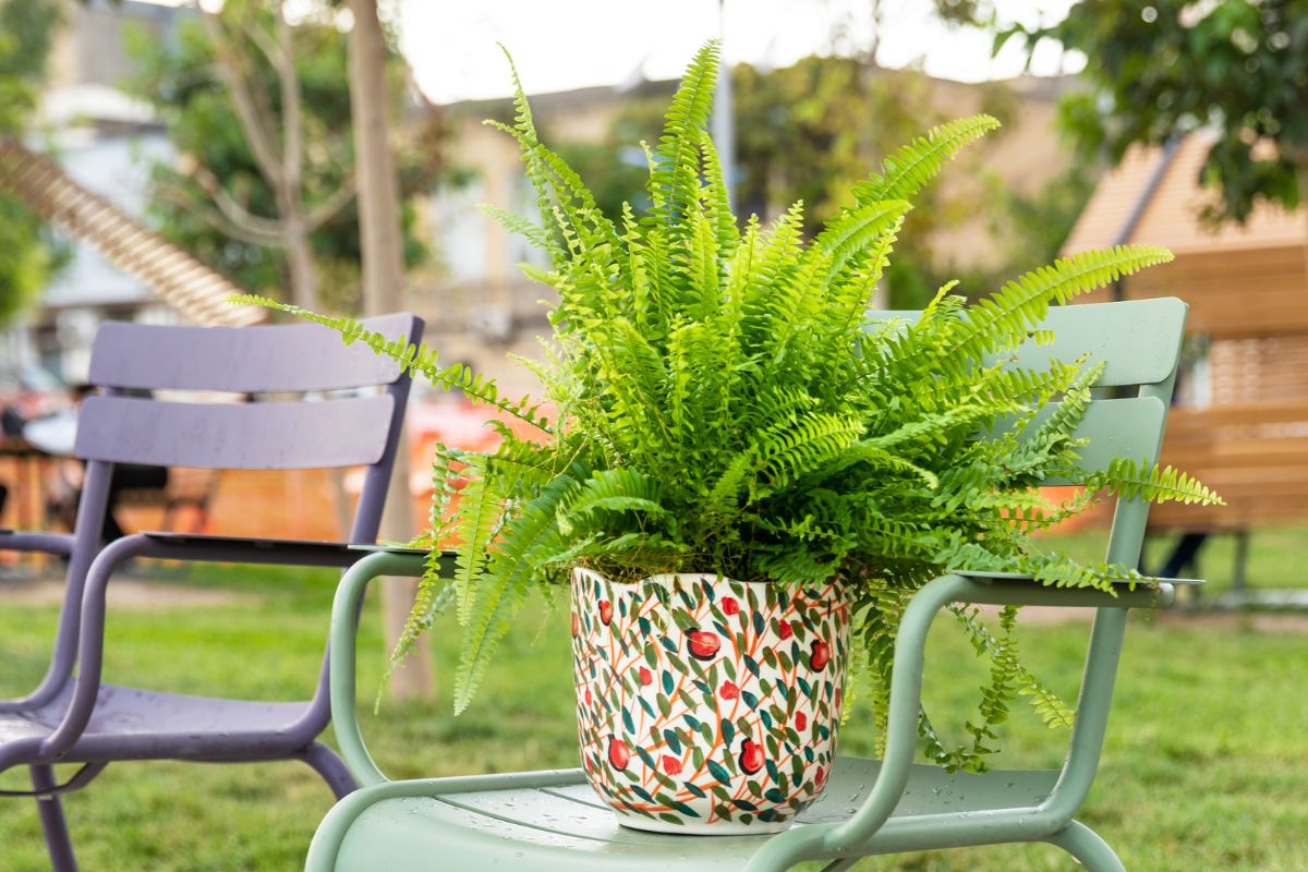 Repotting-Fluffy-Ruffle-Ferns