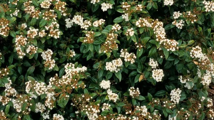 The Perfect White Flowering Shrub for Your Yard is Sandankwa Viburnum