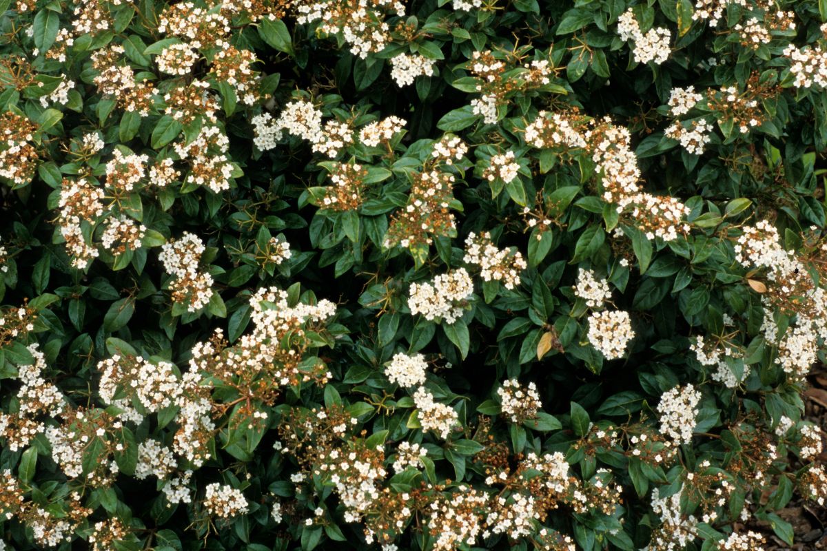 Sandankwa Viburnum: White Beauty For Your Yard - Plantisima