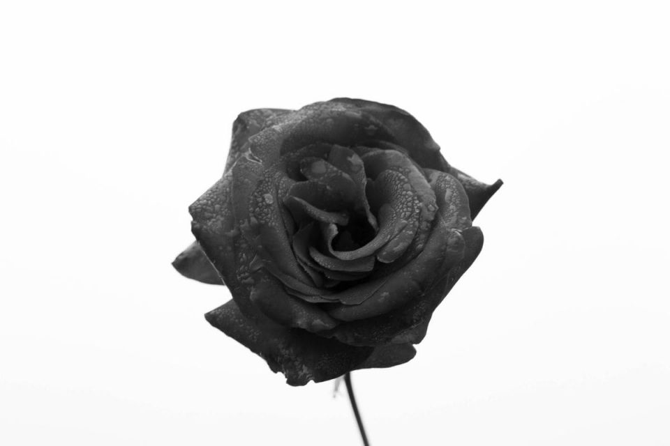 Black Rose Meaning: What Does The Black Rose Say? - Plantisima