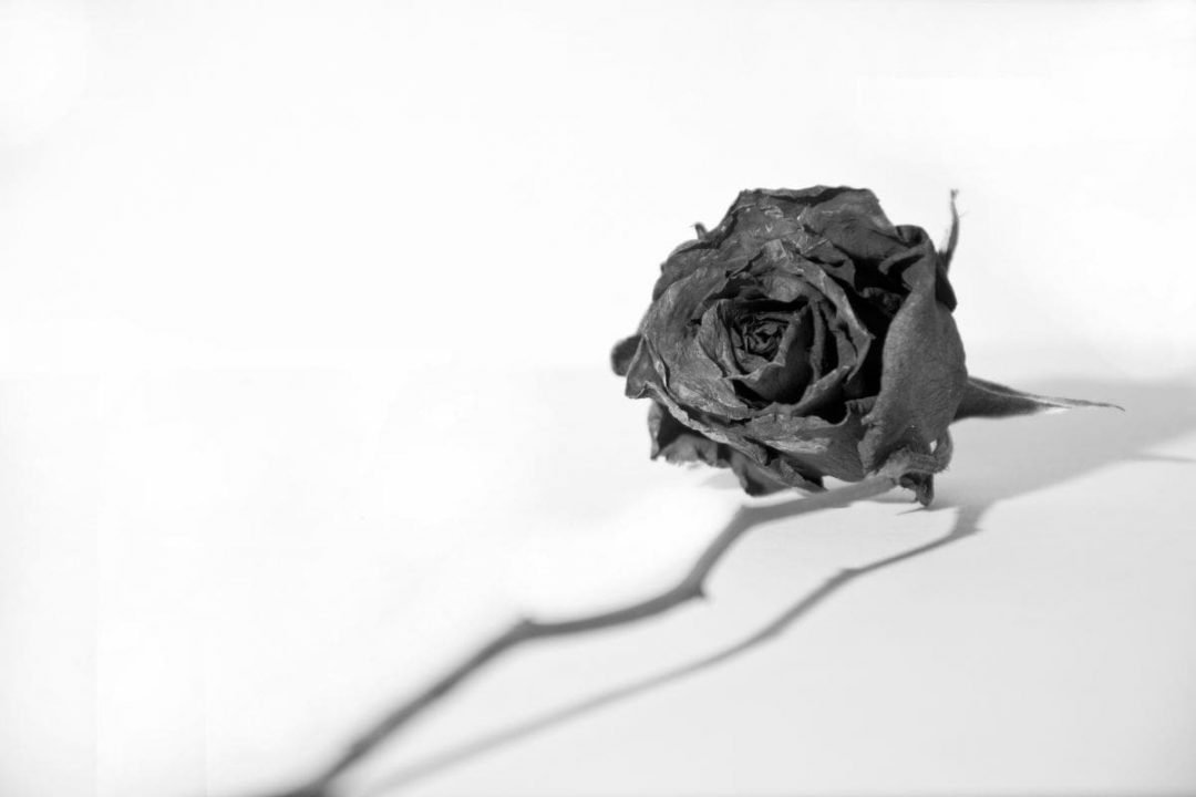 Black Rose Meaning What Does The Black Rose Say? Plantisima