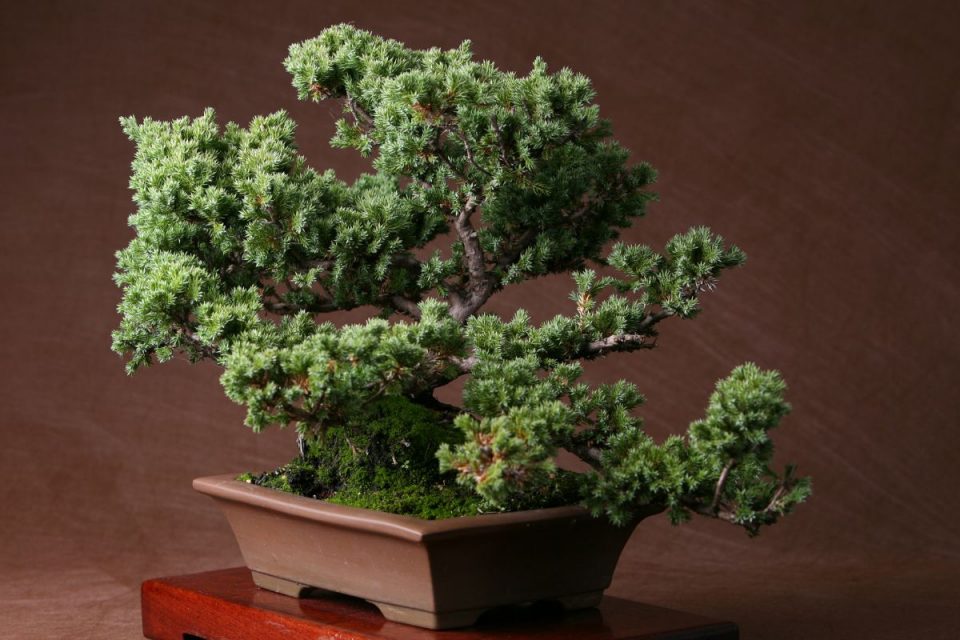 Most Expensive Bonsai Tree Million Dollars For One Tree?! Plantisima