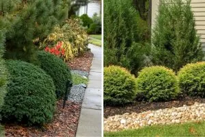 The Perfect Dwarf Shrub for Your Home is Little Giant Arborvitae