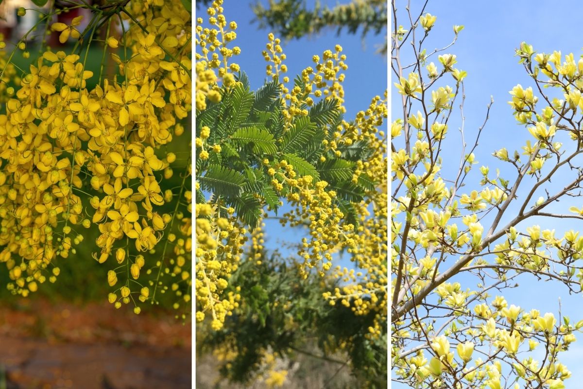 The Top 15 Yellow Flowering Trees and Shrubs to Brighten Your Garden