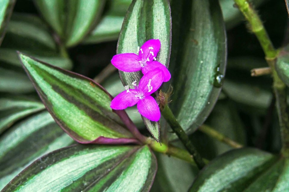 9 Tradescantia Varieties So Beautiful, They’re Practically Art Plantisima