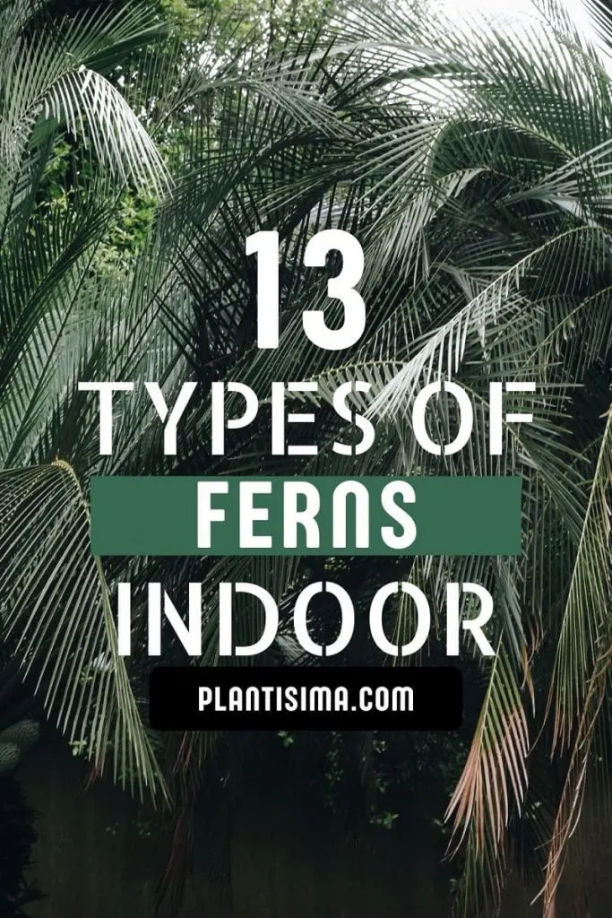 Types Of Palm Trees In Florida pin