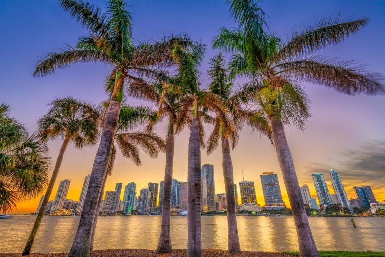 Types Of Palm Trees In Florida_ 13 Types Of Palm Trees