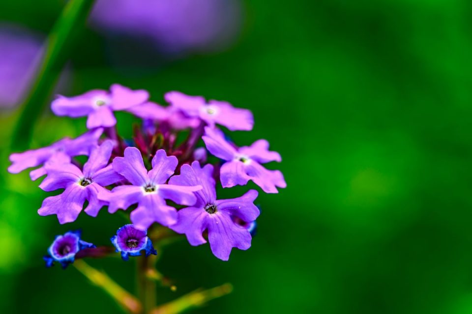 11 Perfect Flowers for Aquarius That Reflect Their Unique Spirit