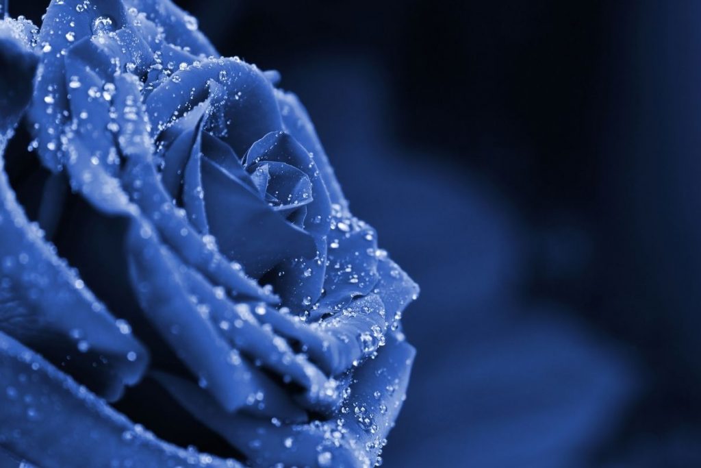 Weve-Come-To-An-End-Of-Blue-Rose-Meaning