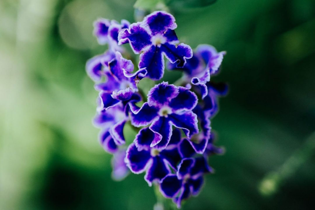 Hanging Purple Flowers 11 Types Of Violet Flowers Plantisima