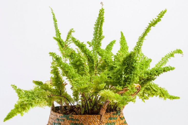 Fluffy Ruffle Fern: Perfect Plant For Your Living Room - Plantisima