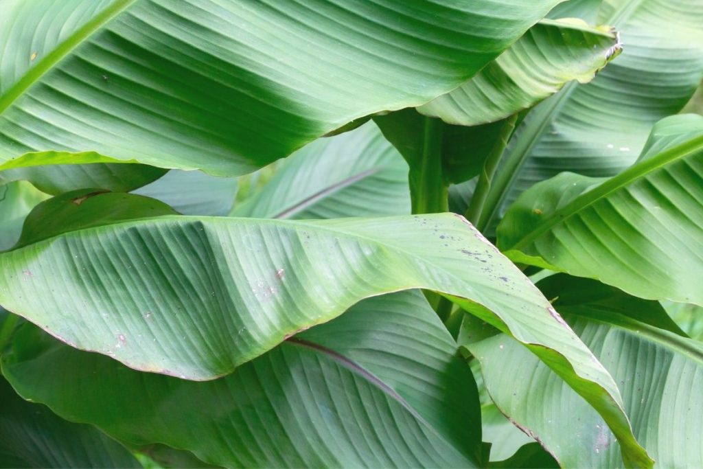 What-To-Know-About-Banana-Plant-Indoor-Plants