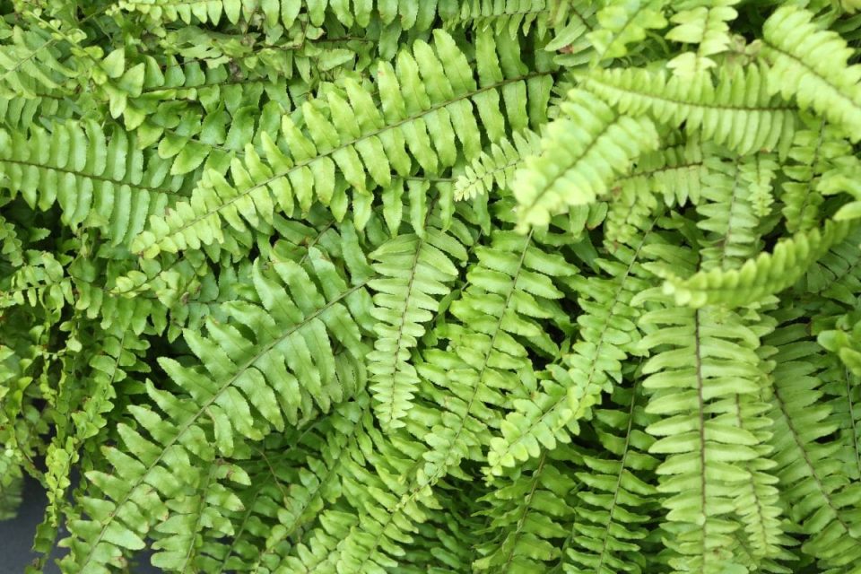 Fluffy Ruffle Fern Perfect Plant For Your Living Room Plantisima