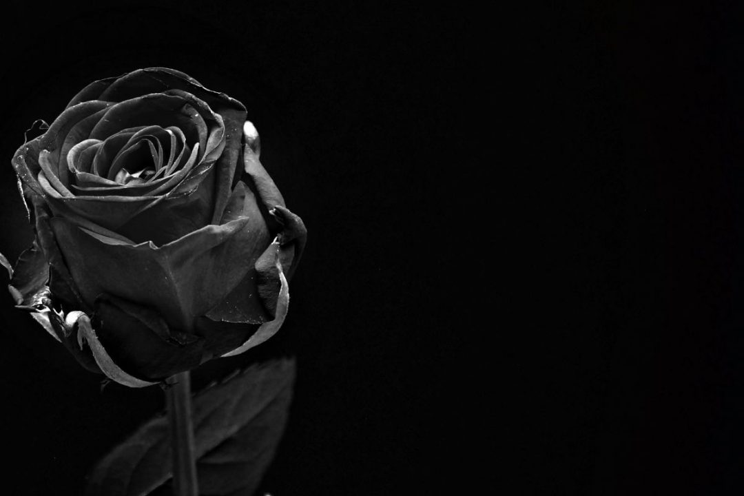 Black Rose Meaning: What Does The Black Rose Say? - Plantisima