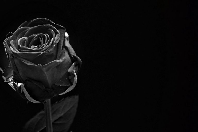Black Rose Meaning What Does The Black Rose Say? Plantisima
