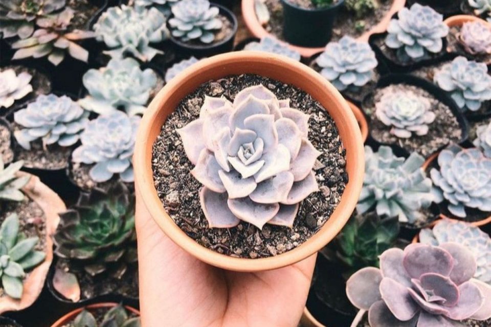 How Long Can Flowers Go Without Water Tips And Tricks Plantisima