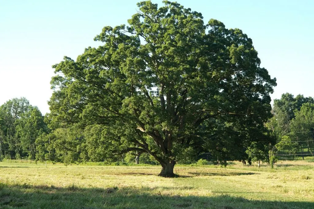 White-Oak_-Gentle-Oak-Tree