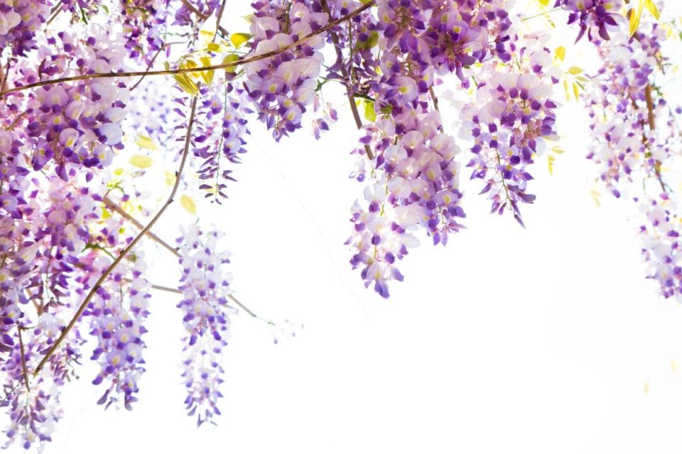 Hanging Purple Flowers: 11 Types Of Violet Flowers - Plantisima