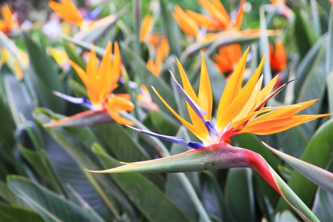 Bird Of Paradise Leaves Curling Green Paradise With Issues Plantisima