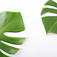Why-Is-My-Monstera-Droopy_-Tips-Tricks-For-Your-Monstera