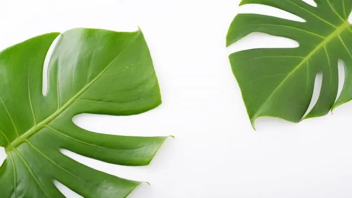 Why Is My Monstera Droopy? Tips & Tricks For Your Monstera