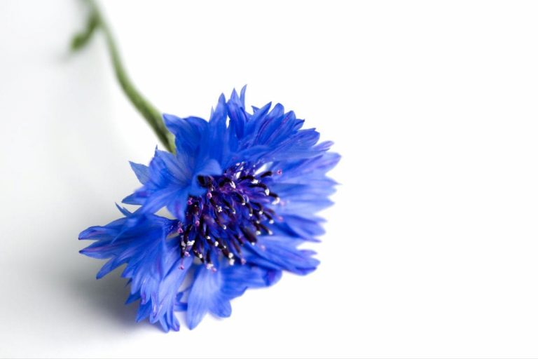 National Flower Of Germany Corn Flower As A National Symbol