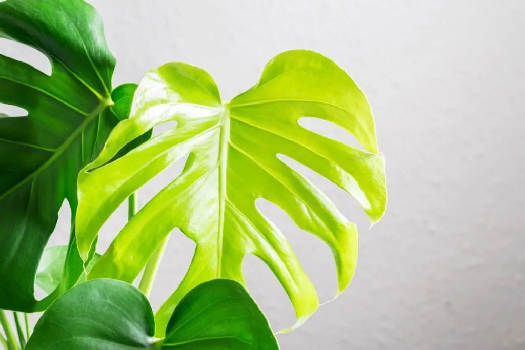 Yellow-Leaves-On-Monstera-Due-To-Too-Much-Sun