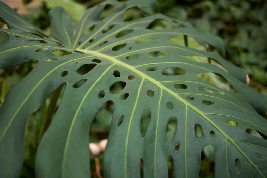 Yellow-Leaves-On-My-Monstera-Plant-Due-To-Too-Much-sun