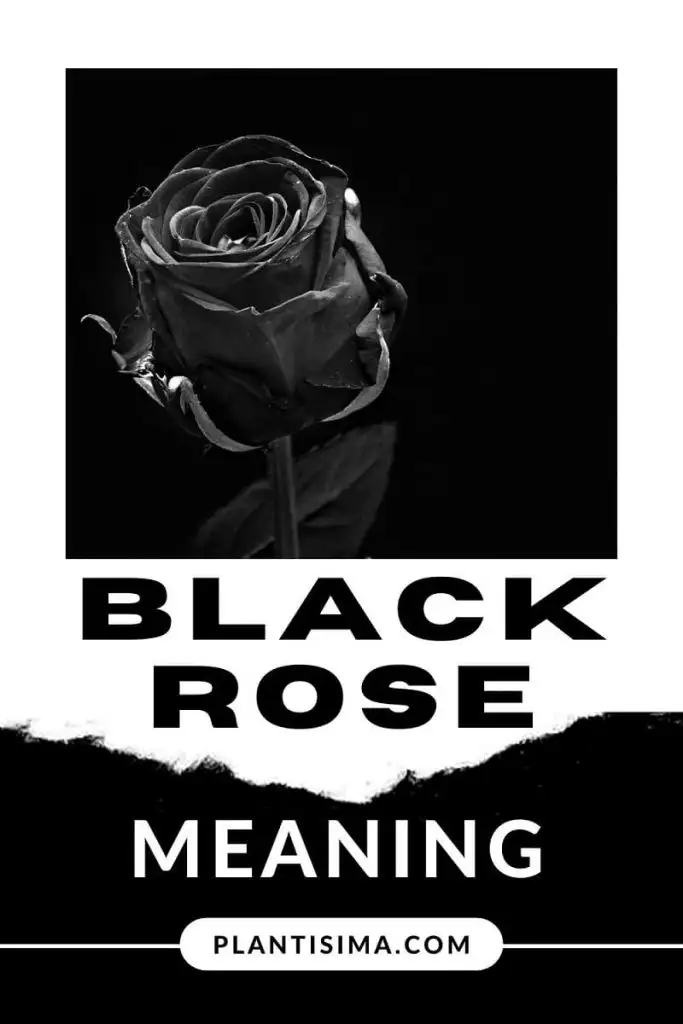 black rose meaning pin
