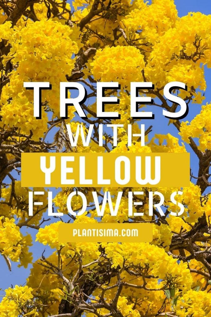 flowering trees yellow pin