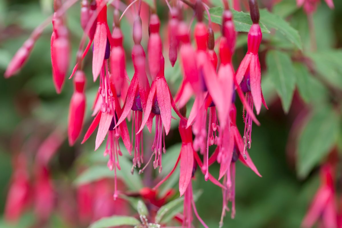 Hanging Basket Plants For Shade 5 Hanging Baskets Plants Plantisima