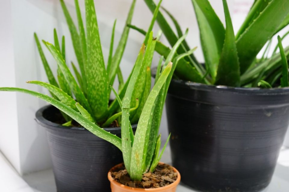 How To Revive Aloe Plant Saving Your Dying Aloe Vera Plant Plantisima