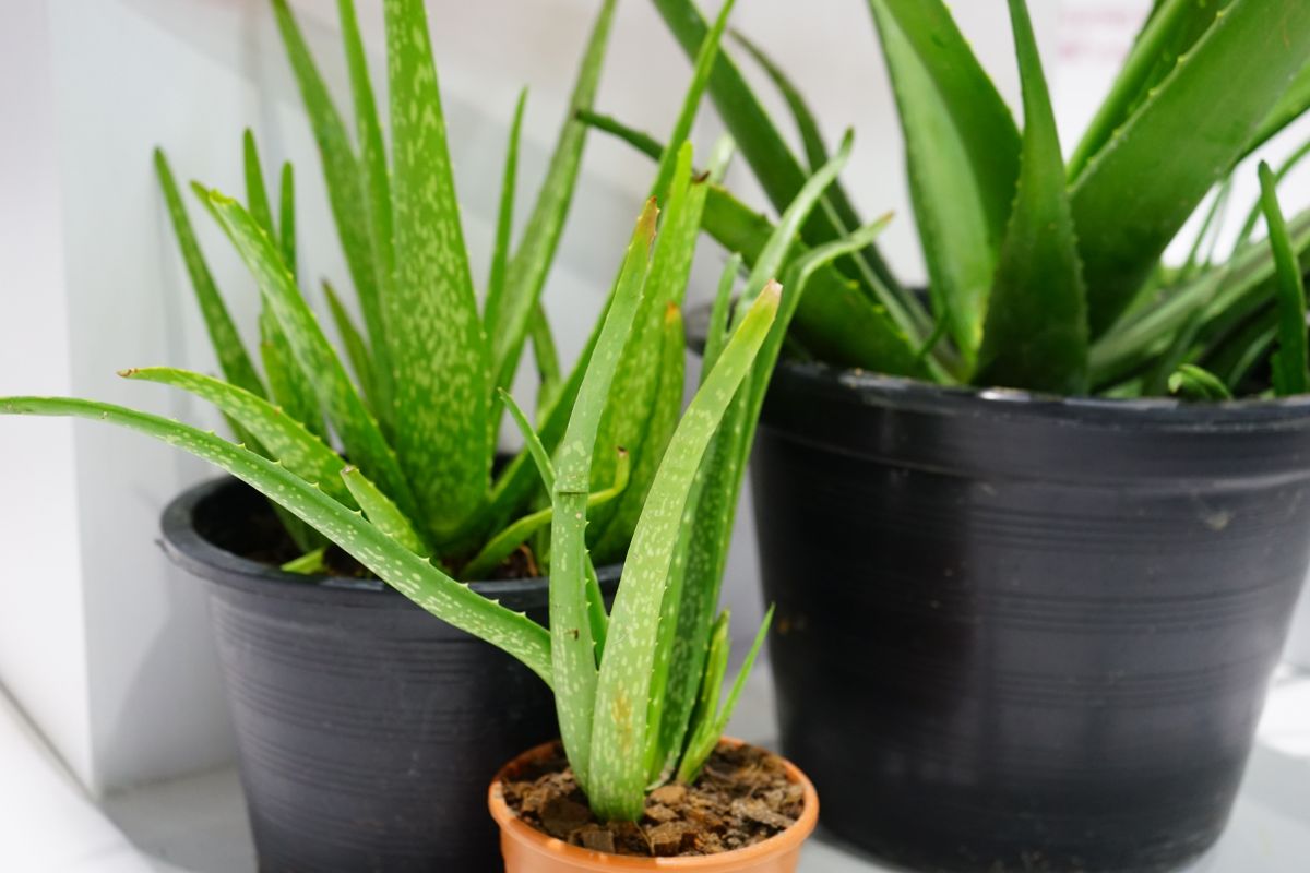 How To Revive Aloe Plant Saving Your Dying Aloe Vera Plant Plantisima