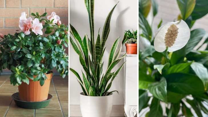 14 Best Bathroom Plants That Naturally Absorb Moisture and Humidity