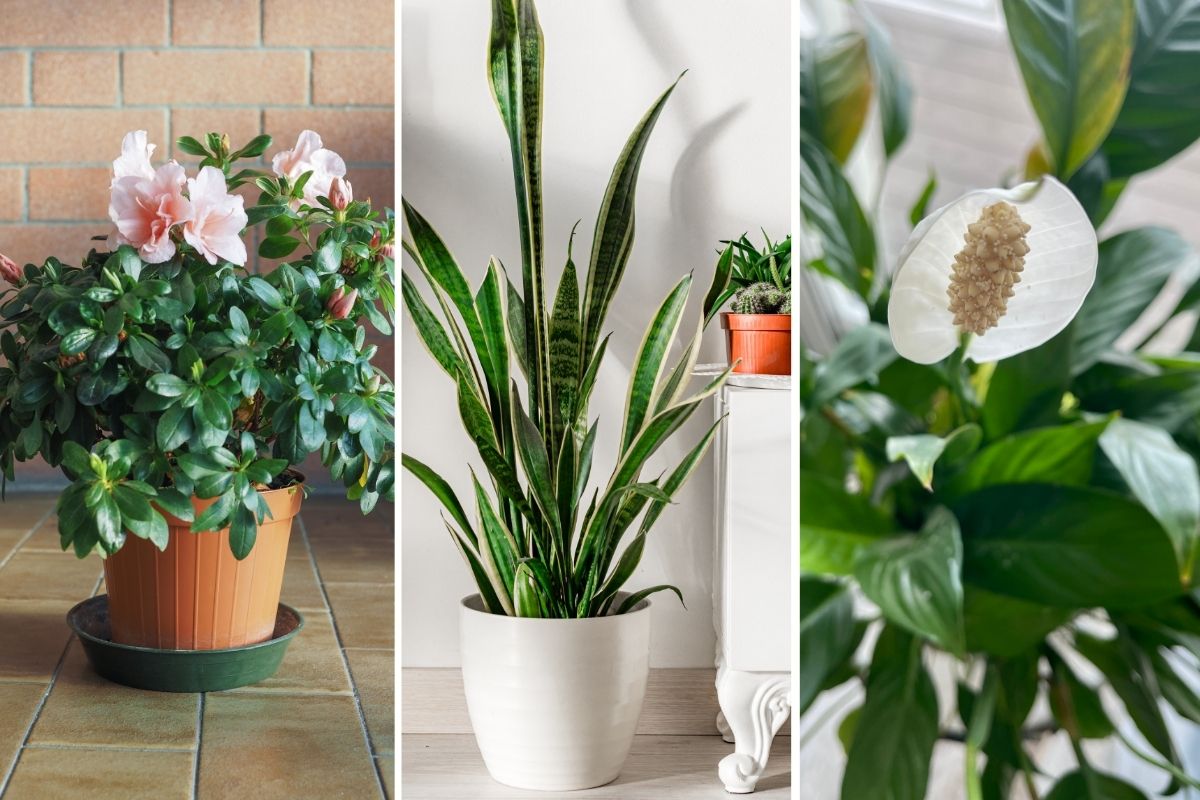 14 Best Bathroom Plants That Naturally Absorb Moisture and Humidity