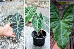 17 Alocasia Varieties That Bring Bold Style to Any Home