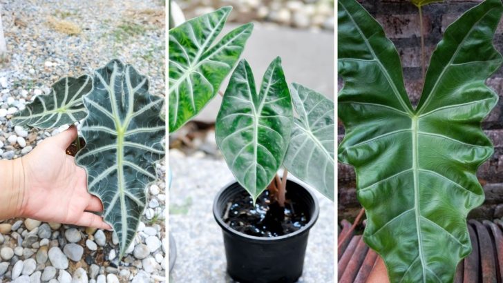 17 Alocasia Varieties That Bring Bold Style to Any Home