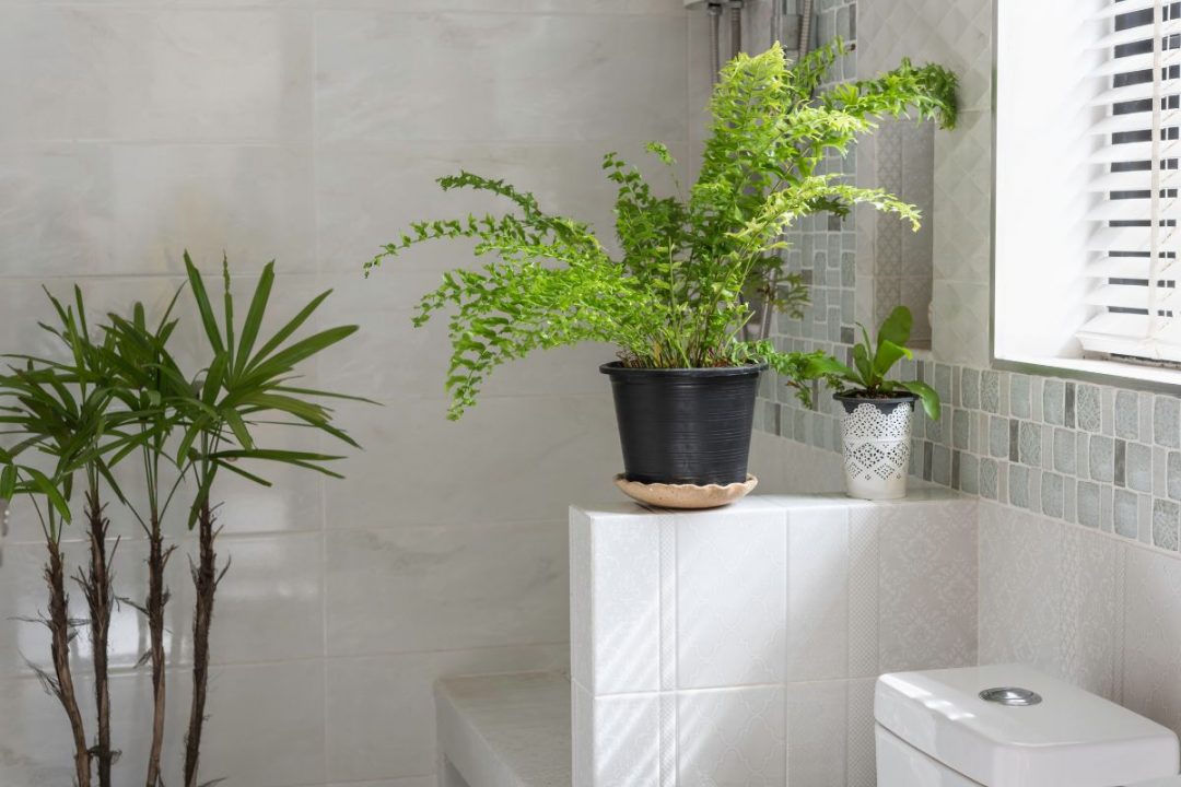 14 Best Bathroom Plants That Naturally Absorb Moisture And Humidity